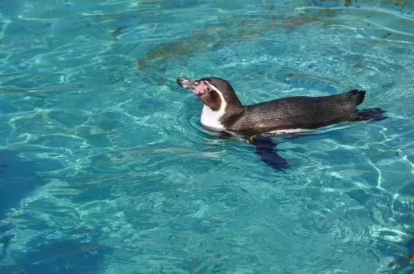 Humboldtpinguin beim Schwimmen