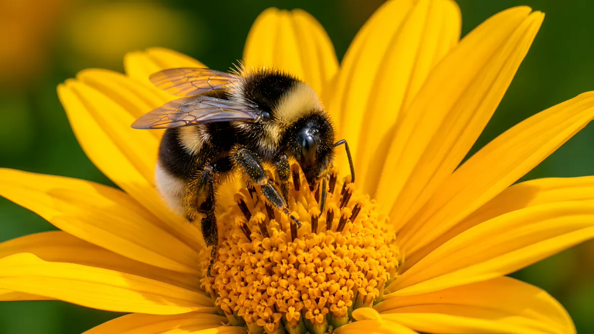 Hummel sammelt Nektar auf leuchtend gelber Blüte