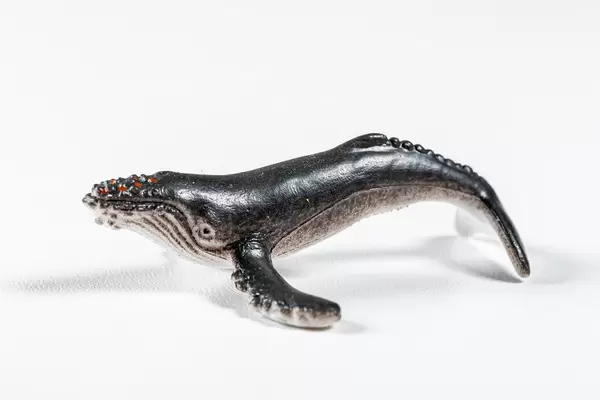 Humpback whale toy on white background (Flip 2019)