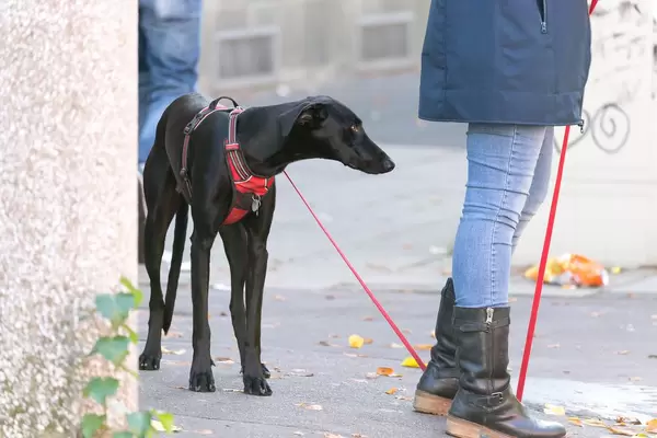 Hund an der Leine - Köln Marathon 2017
