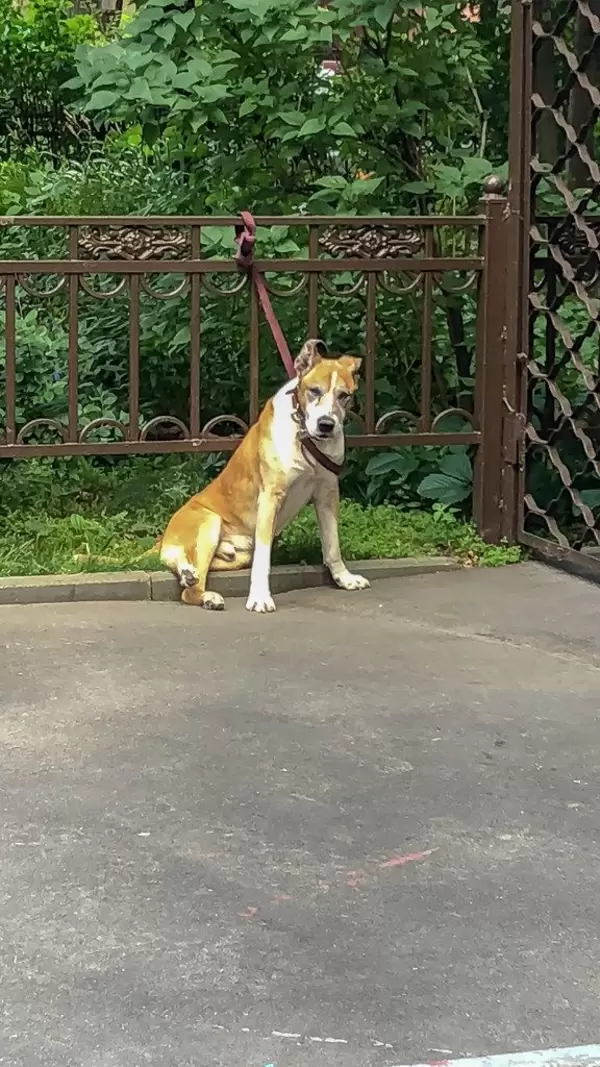 Hund an Metallzaun angekettet