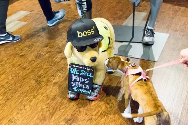 Hund beschnüffelt einen Plüsch-Hund mit einer Boss-Mütze