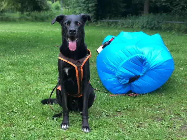 Hund blickt Richtung Kamera, Luftsofa mit Bierflasche im Hintergrund