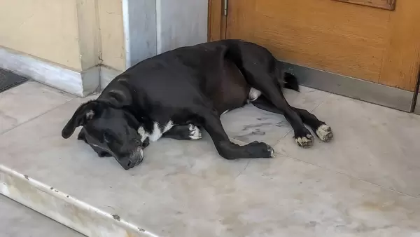 Hund döst vor der Eingangstür