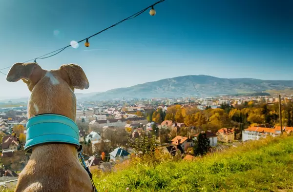 Hund genießt die Aussicht