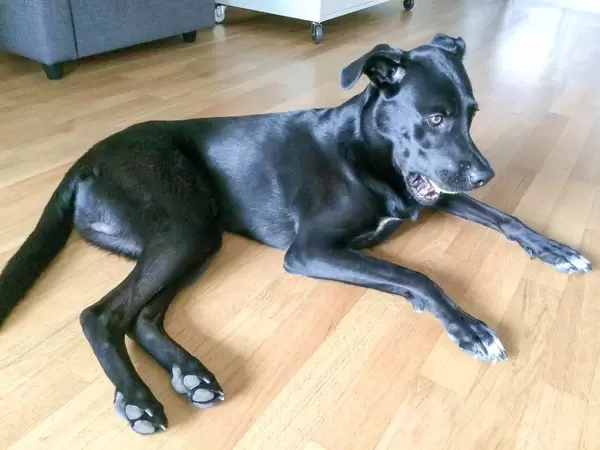 Hund hält den Ball im Mund