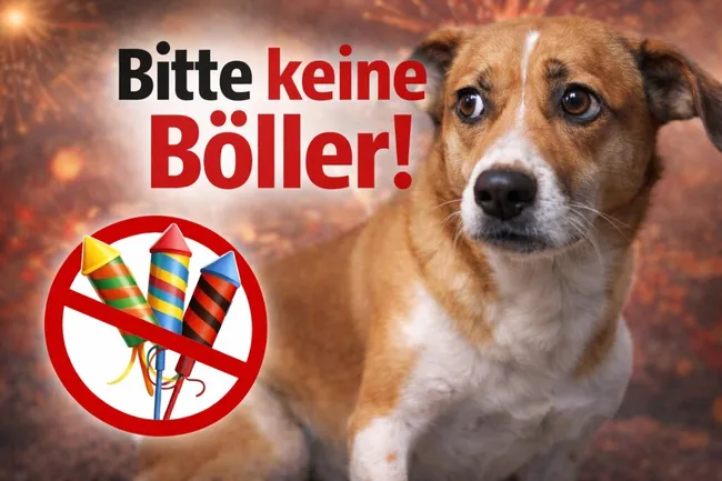 Hund hat Angst vor Feuerwerk auf Silvester