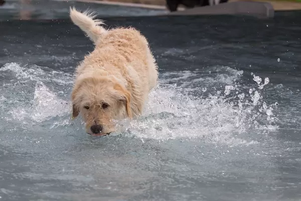 Hund im Kinderbecken