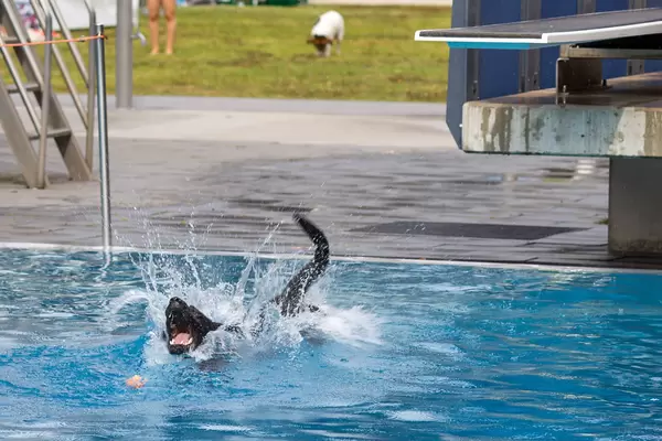Hund im Wasser mit Ball