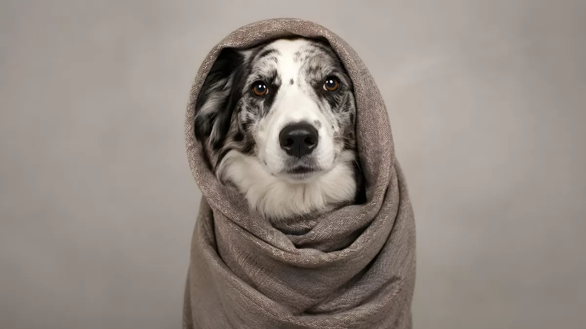 Hund in Decke gehüllt mit ernstem Blick