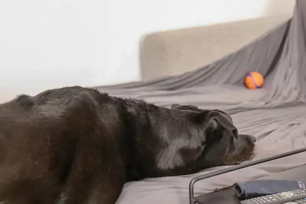 Hund legt seinen Kopf auf das Sofa, und wartet auf das Zeichen seines Herrchens, um auf das Möbelstück zu springen