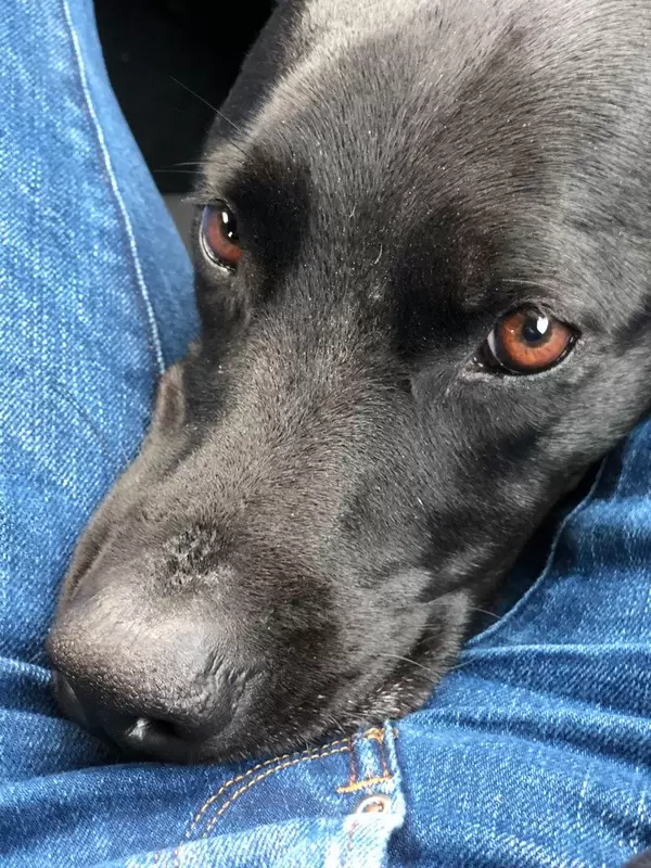 Hund liegt auf meinen Beinen und schaut in die Kamera