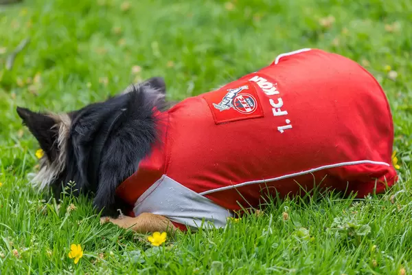 Hund im FC Köln Fußball-Trikot
