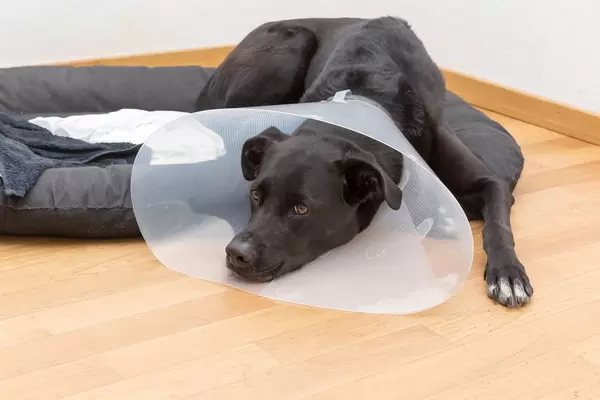 Hund mit durchsichtiger Halskrause