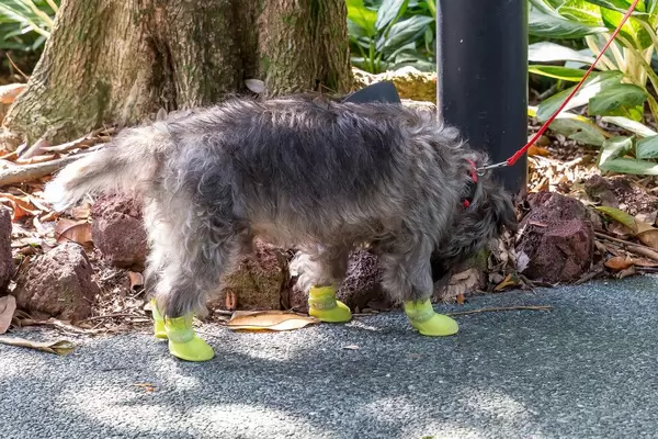 Hund mit Gummistiefeln