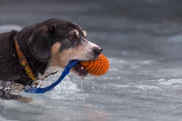 Hund mit Spielzeug