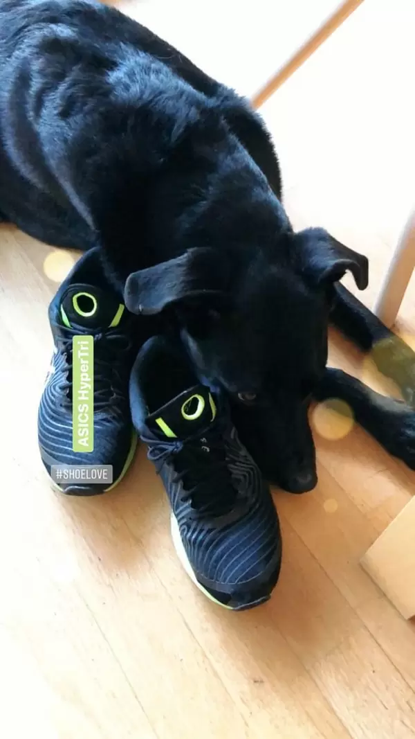 Hund schläft auf Laufschuhen ASICS HyperTri