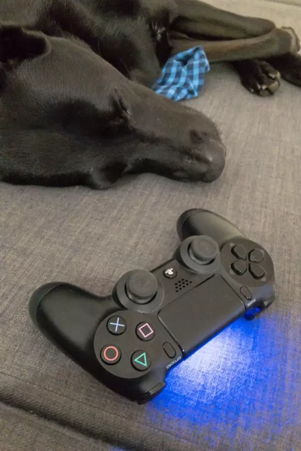 Hund schläft neben einem Playstation 4 Controller