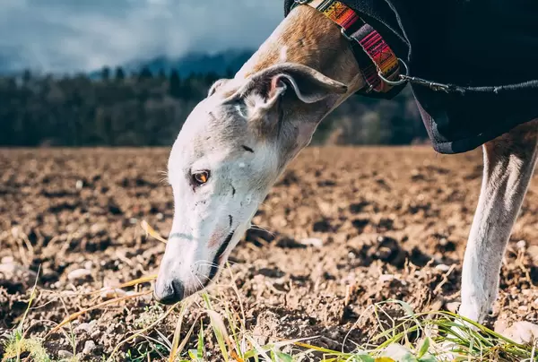 Hund schnüffelt herum