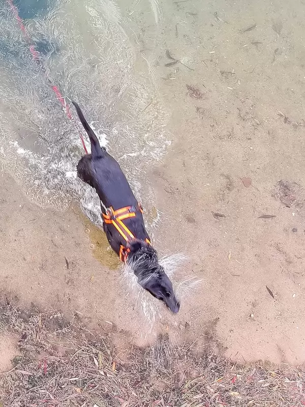 Hund schüttelt sich das Wasser aus dem Fell