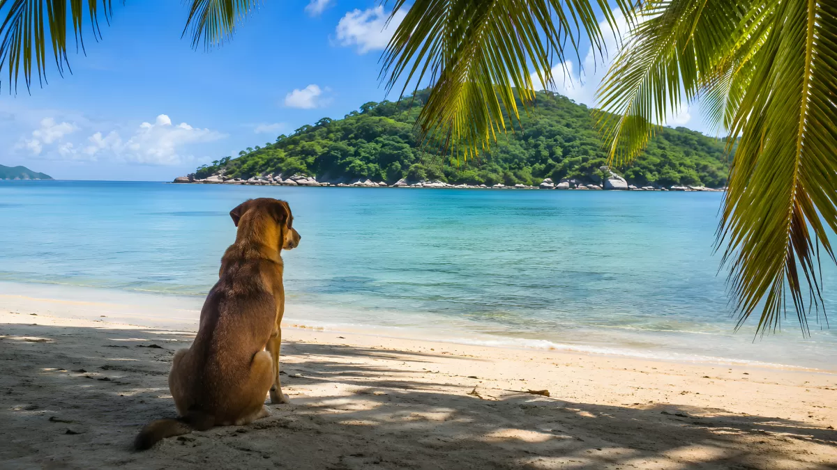 Hund sitzt am Strand und blickt aufs Meer