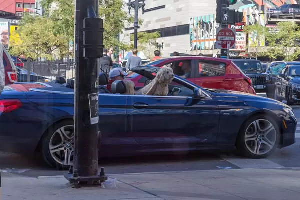 Hund sitzt auf dem Beifahrersitz im Cabrio
