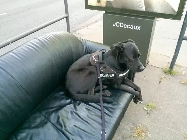 Hund sitzt auf der Couch an einer Haltestelle