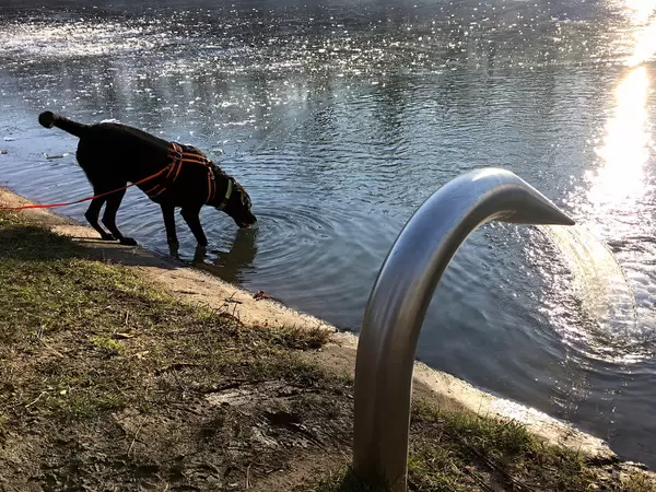 Hund trinkt am Decksteiner Weiher Köln