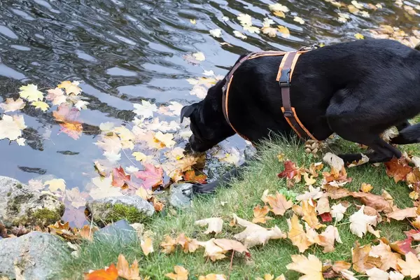 Hund trinkt Wasser aus dem Bach