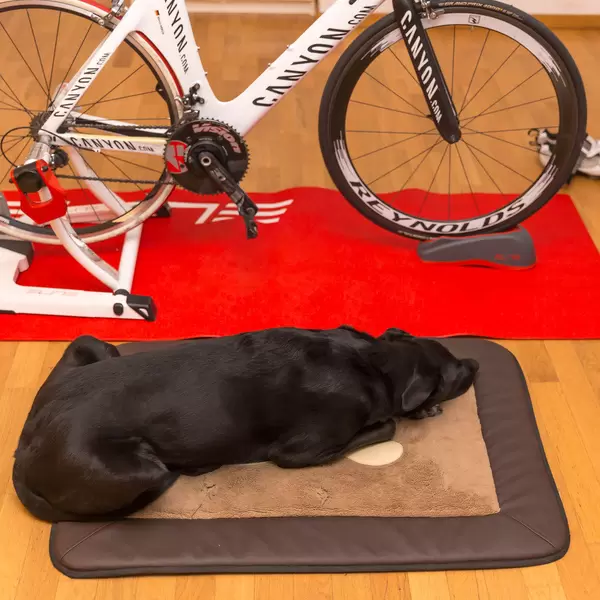 Hund und Triathlon-Fahrrad
