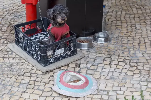 Hund wird zum Betteln angebunden