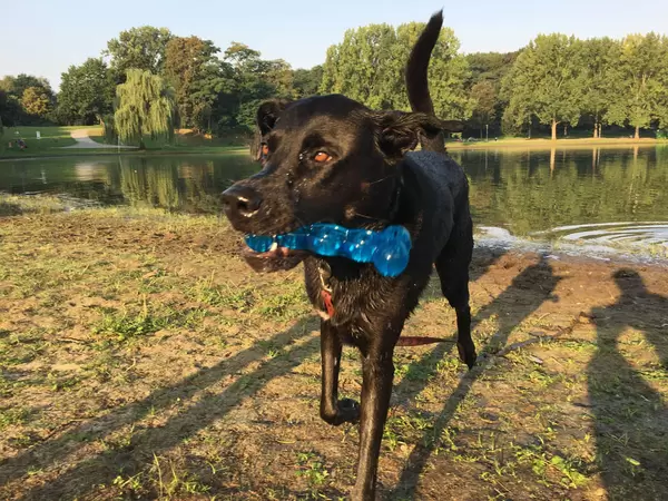 Hunde mit Hundespielzeug