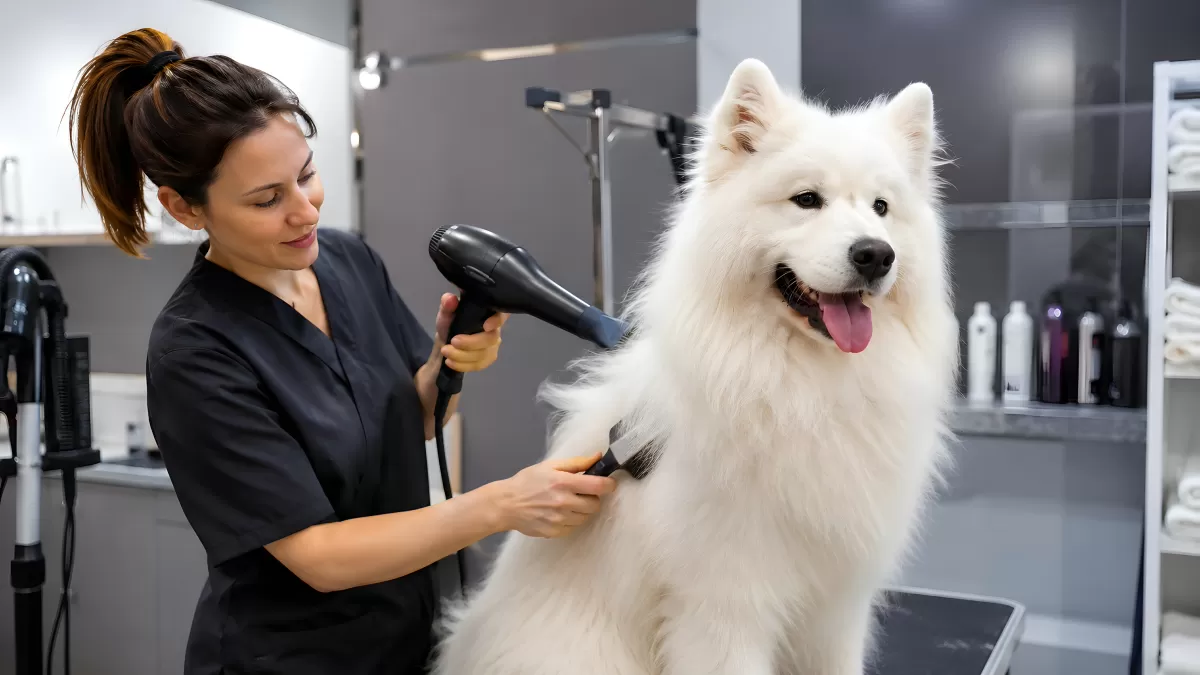 Hundefriseurin pflegt weißen Samojedenrüden im Salon