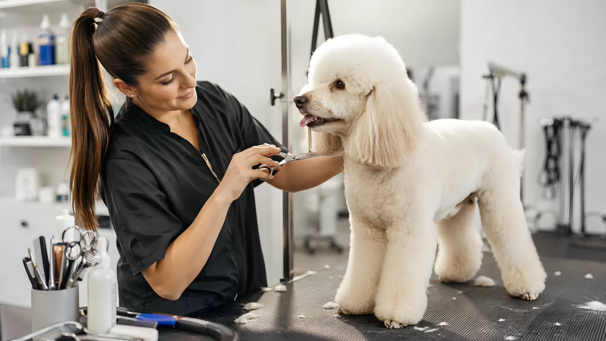 Hundefriseuse pflegt weißen Pudel im Salon
