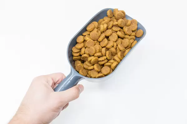 Hundemahlzeit: Hand hält Trockenfutter in einer grauen Futterschaufel vor weißem Hintergrund