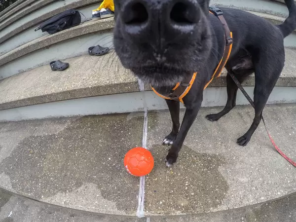 Hundenase (weitwinkel)