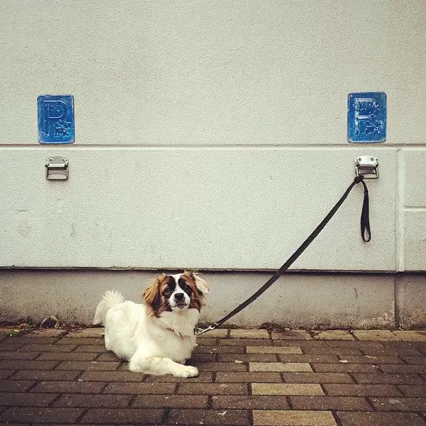Hundeparkplatz bei REWE