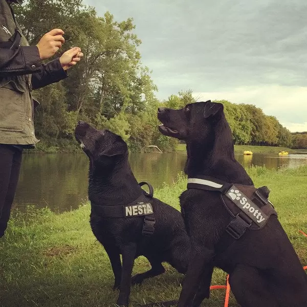 Hundespaß am Decksteiner Weiher #spotty #nesta #köln #cologne #dogs #pet #labrador #laboftheday #instapic #picoftheday #dogfoodporn