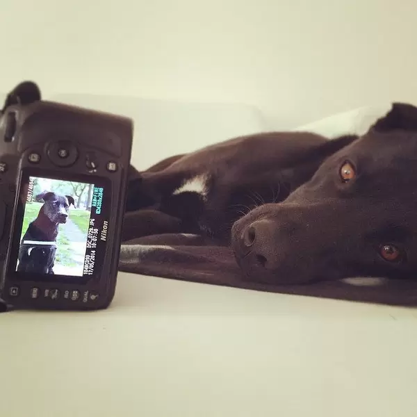 Hundetraining macht müde. #instapic #labrador #laboftheday #pet #puppy #picoftheday