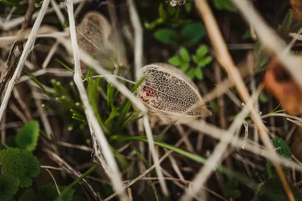 Husk Of Physalis Ixocarpa Outdoors
