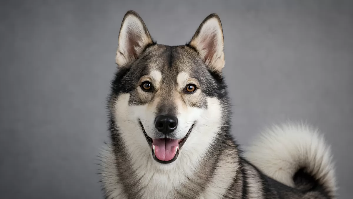 Husky Portrait mit braunen Augen vor grauem Hintergrund