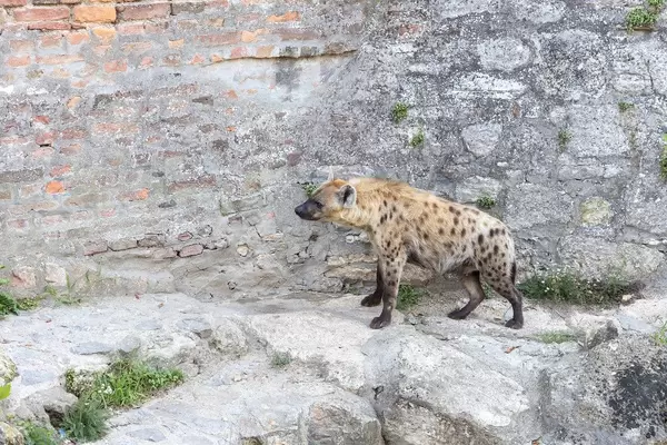 Hyena standing on the wall in the Belgrade Zoo
