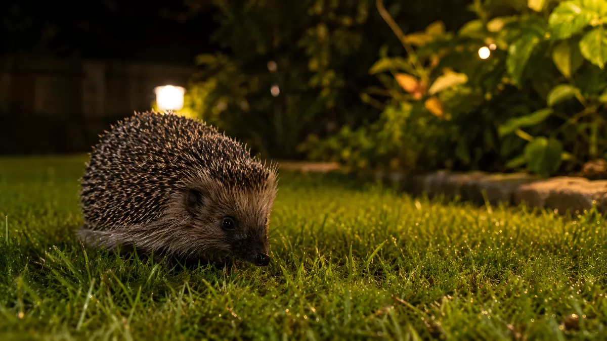 Igel auf nächtlicher Erkundung im Garten