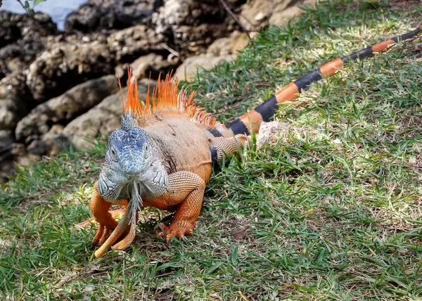Iguana walking in the grass