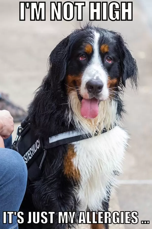 I'm not high, it's just my allergies ...