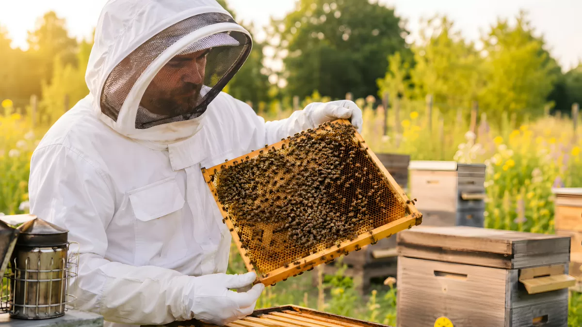Imker inspiziert Bienenrahmen mit Honigwaben