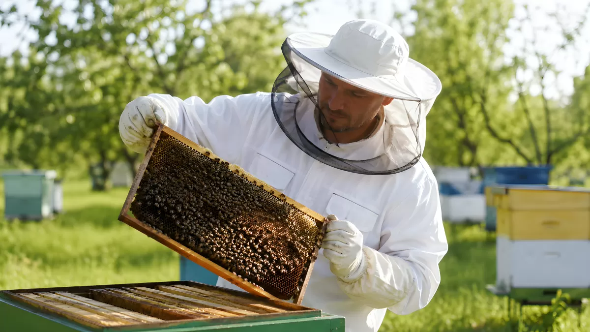 Imker inspiziert Bienenwabe im Schutzanzug