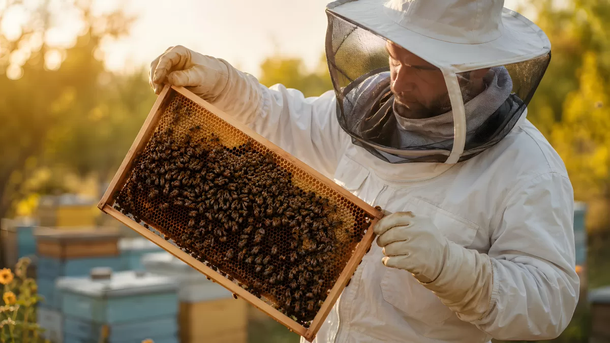 Imker inspiziert Bienenwabe mit Bienenvolk im Freien
