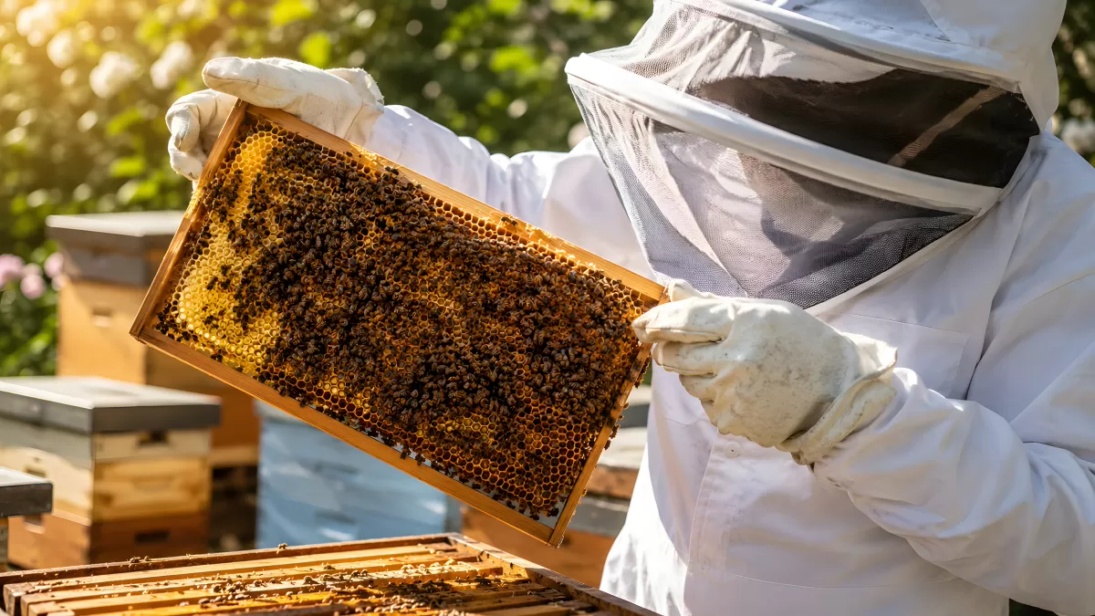 Imker inspiziert Bienenwabe mit Honigbienen