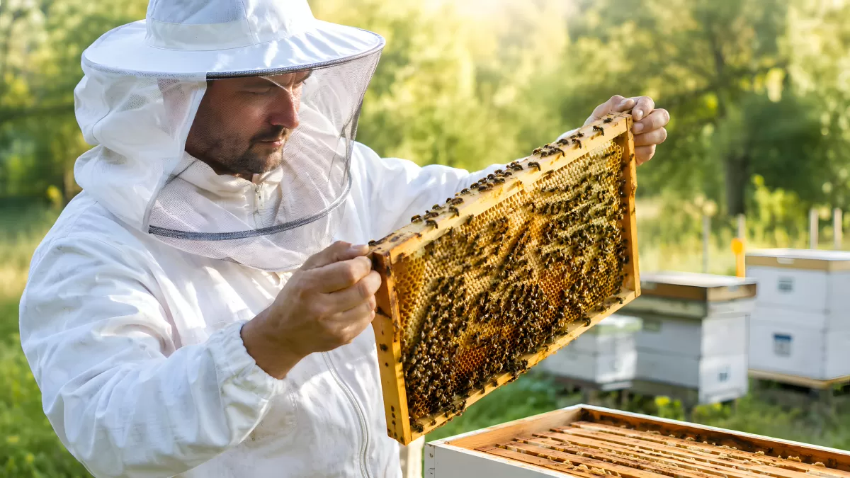 Imker inspiziert Honigwabe mit Bienen im Freien